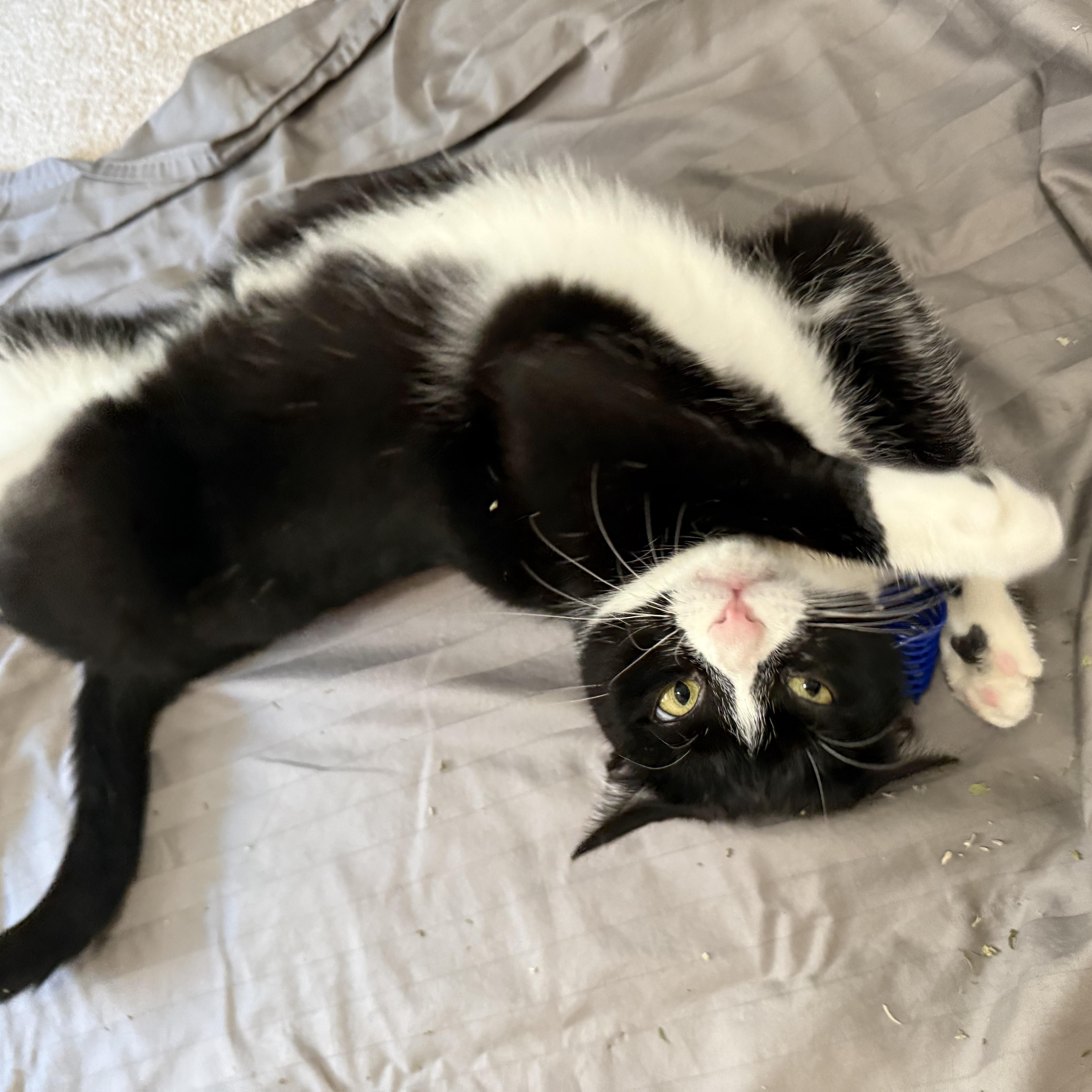 Cobweb, Adoptable, Adult Female Domestic Short Hair.