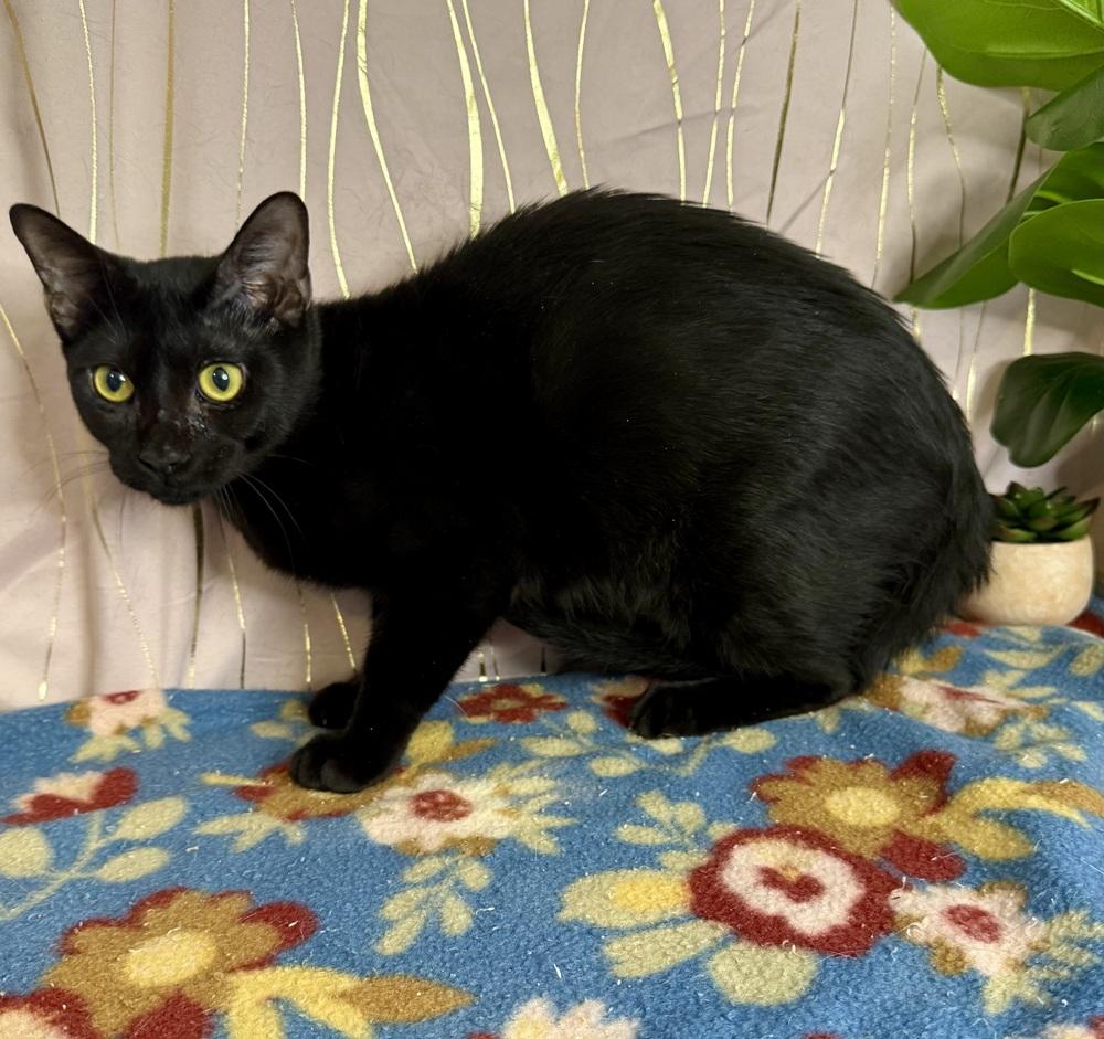 Chesty, a Adoptable Domestic Short Hair in Long Beach, MS image 3/4
