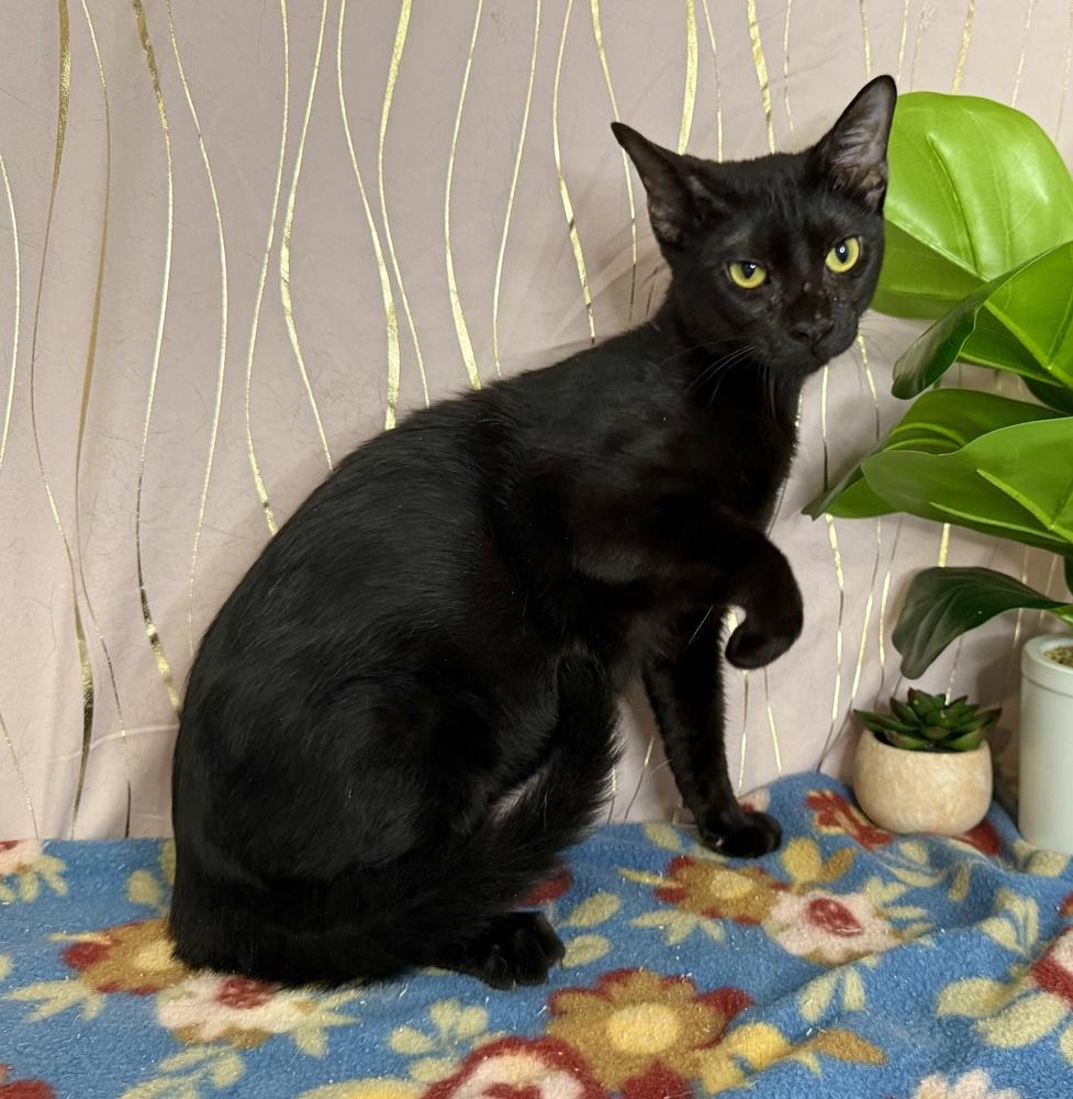 Chesty, a Adoptable Domestic Short Hair in Long Beach, MS image 4/4