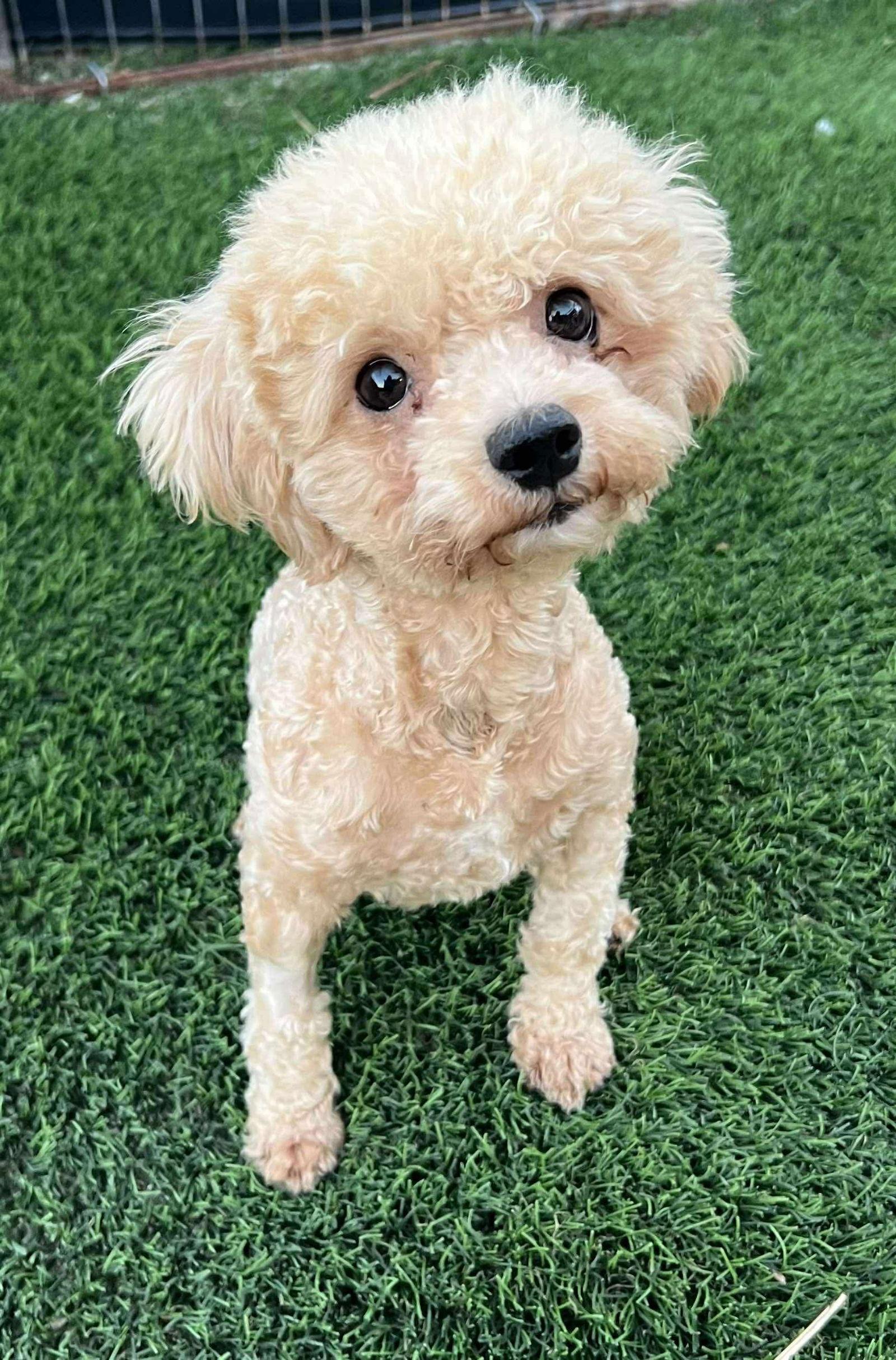 Solei, Adopted, Adult Female Poodle.