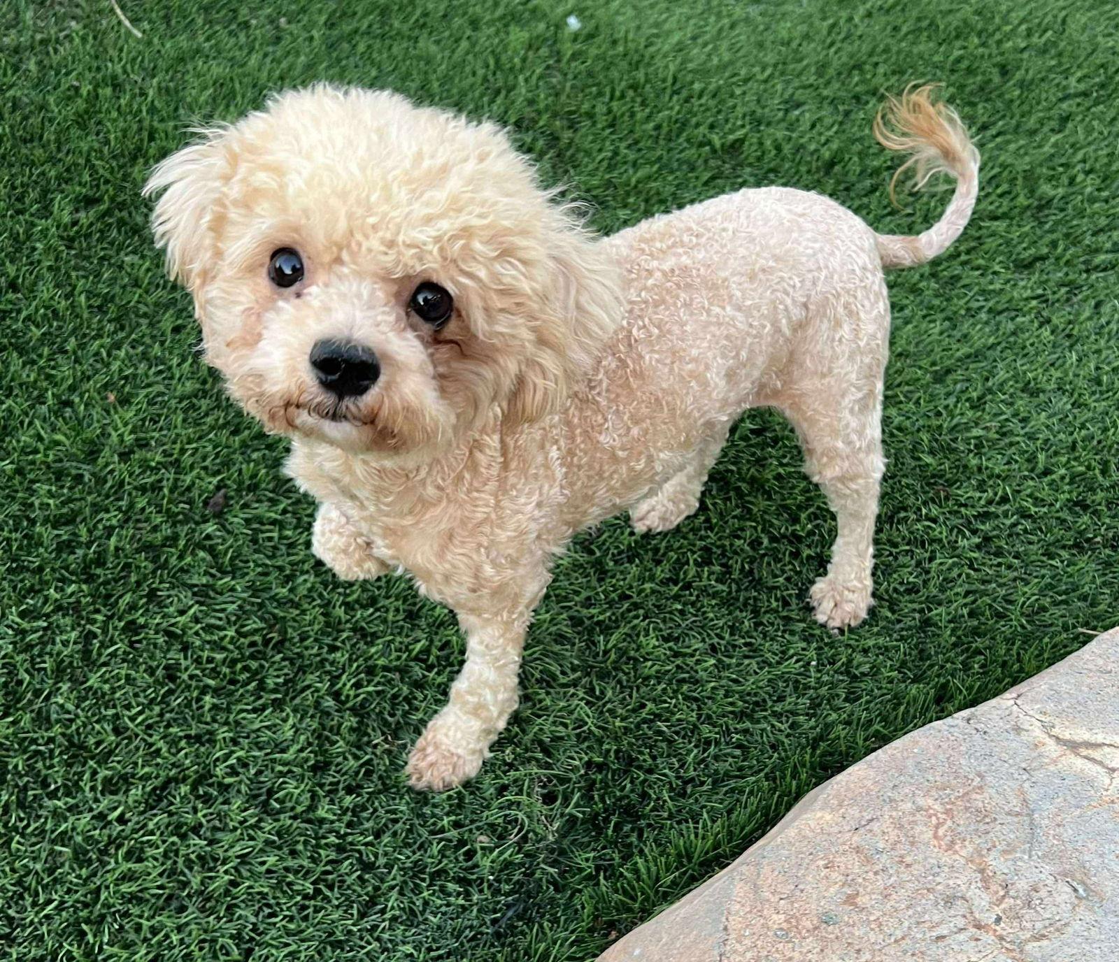 Solei, a Adopted Poodle in Bothell, WA image 2/2