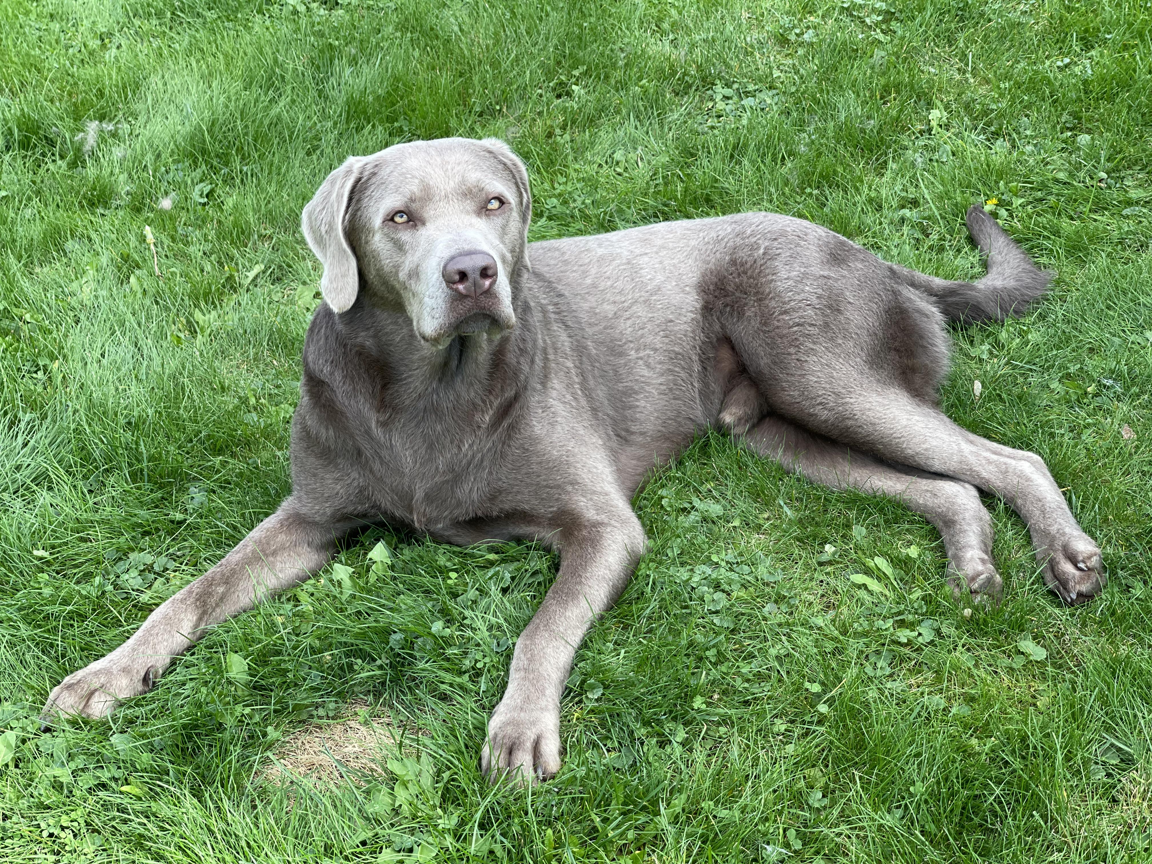 Enlarge Goose, a Adoptable Labrador Retriever in Chelmsford, MA image 3/5
