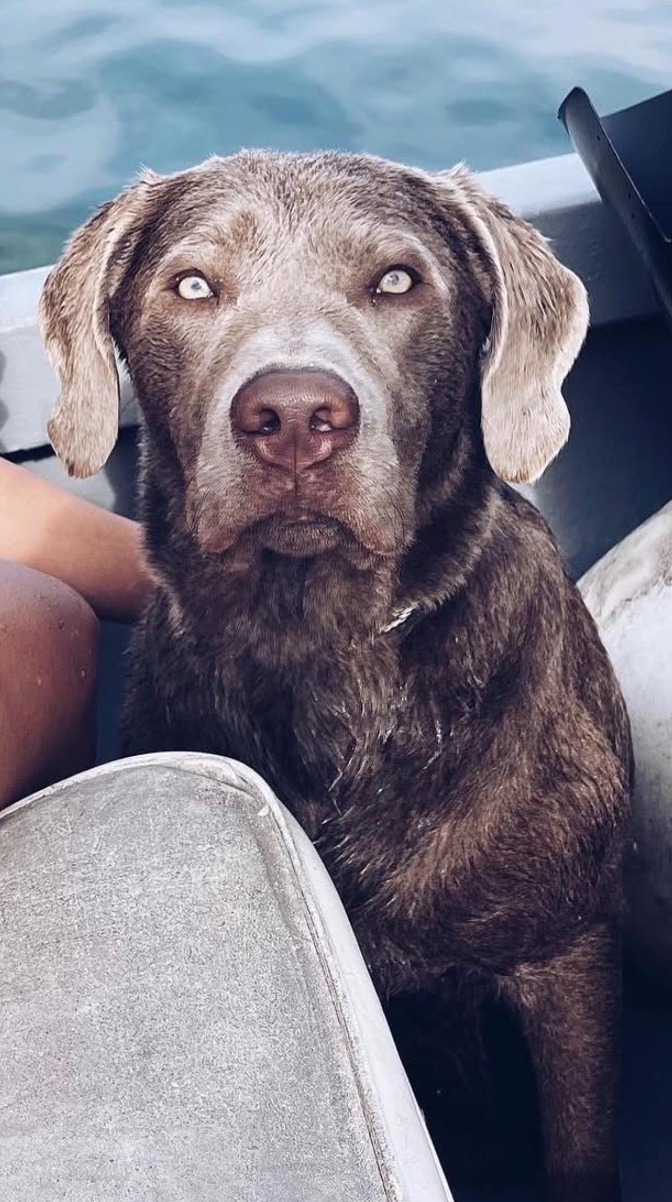 Enlarge Goose, a Adoptable Labrador Retriever in Chelmsford, MA image 4/5