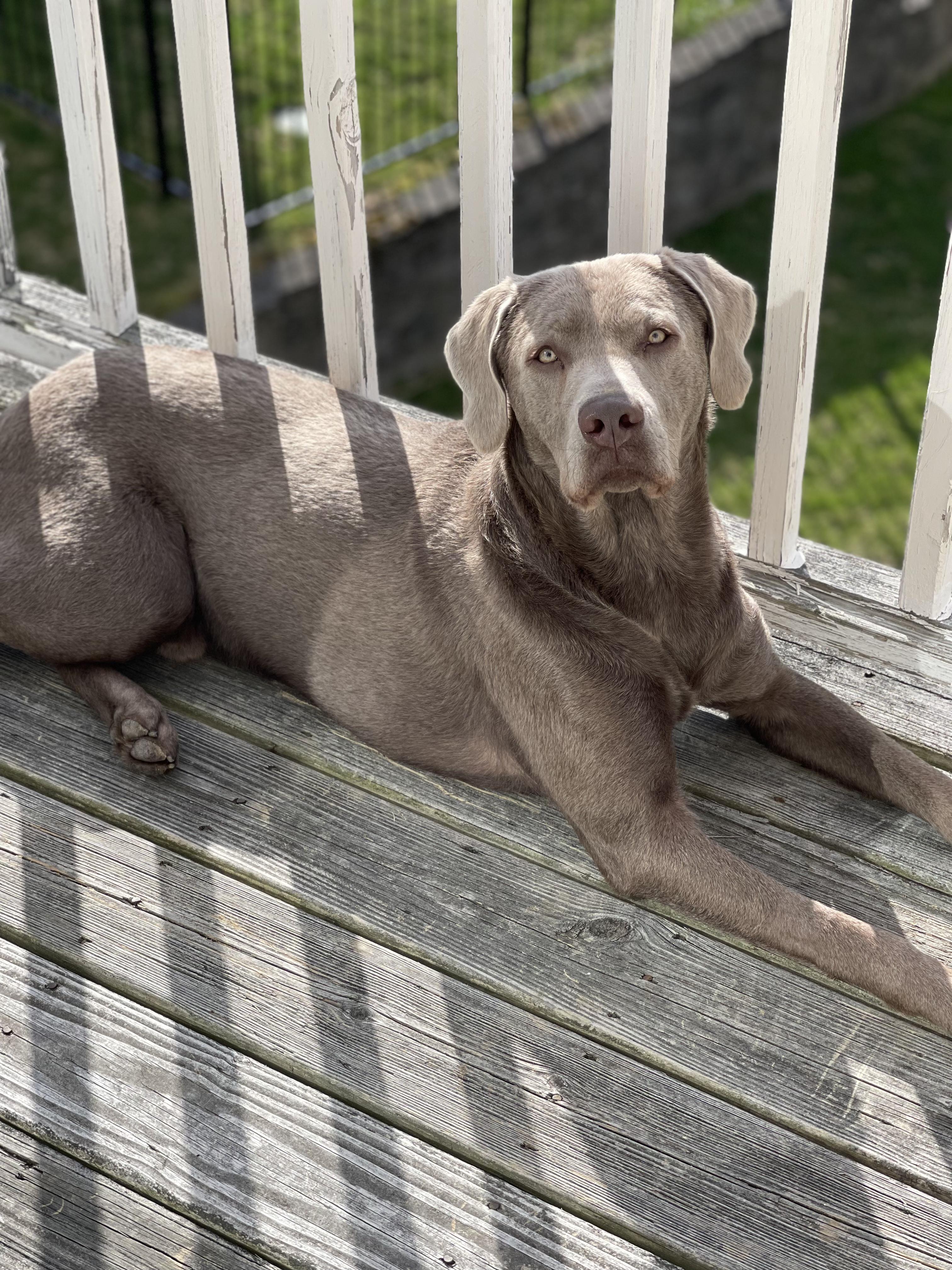 Goose, Adoptable, Adult Male Labrador Retriever.