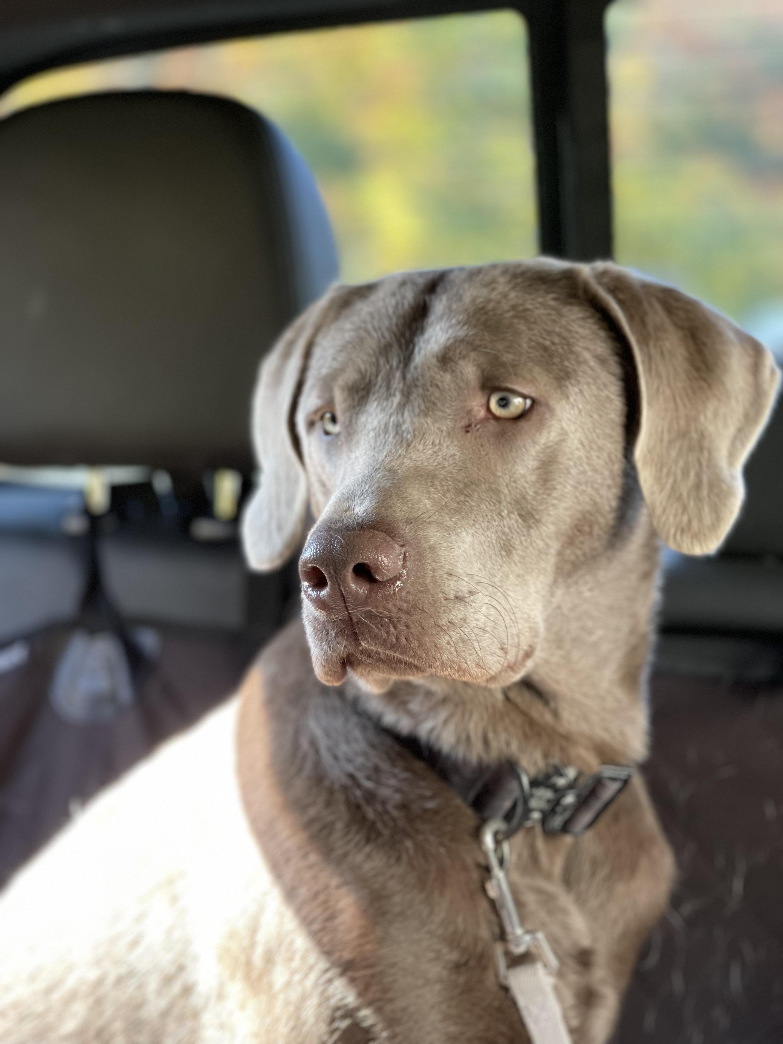 Enlarge Goose, a Adoptable Labrador Retriever in Chelmsford, MA image 2/5