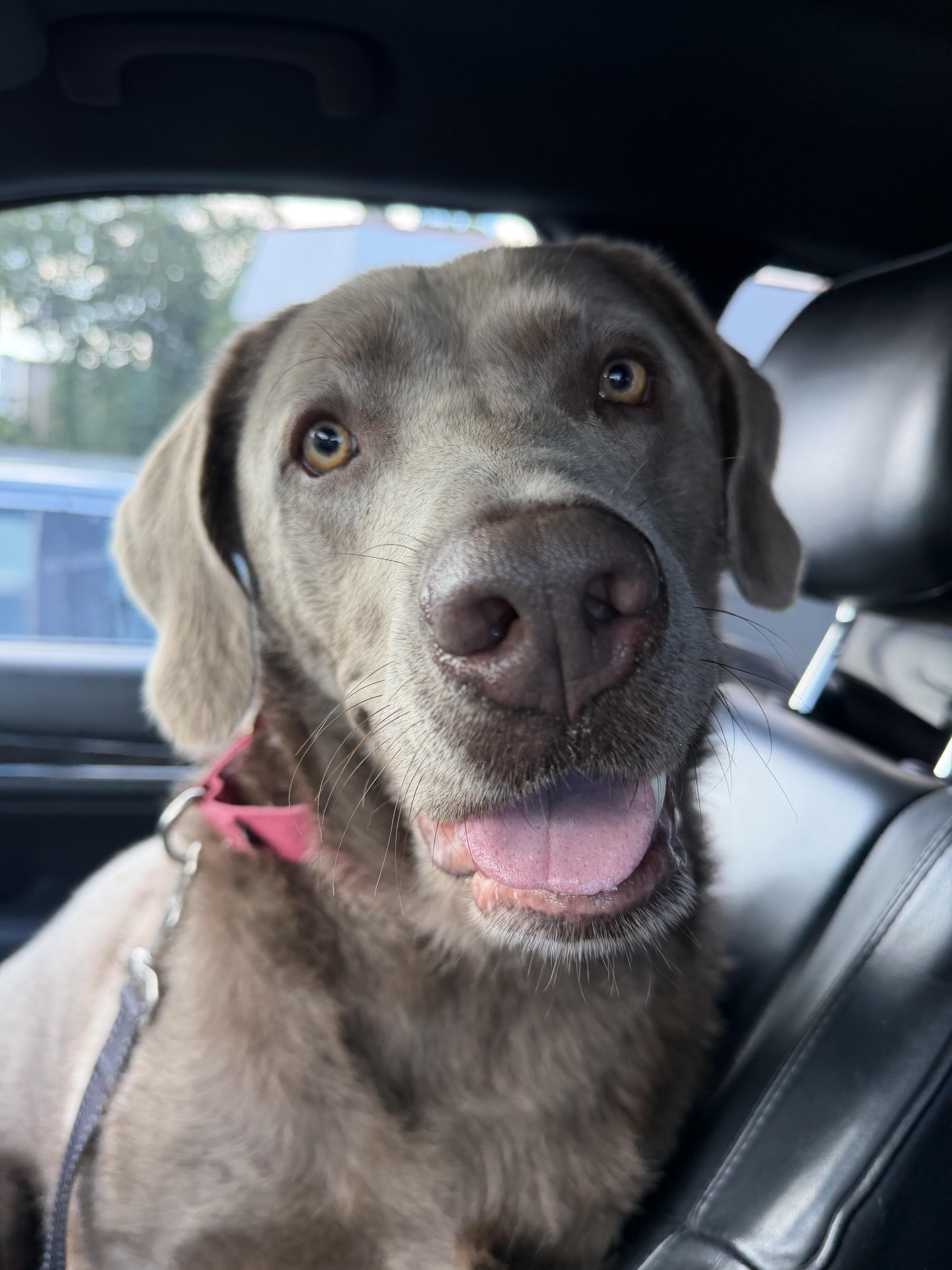 Enlarge Goose, a Adoptable Labrador Retriever in Chelmsford, MA image 5/5