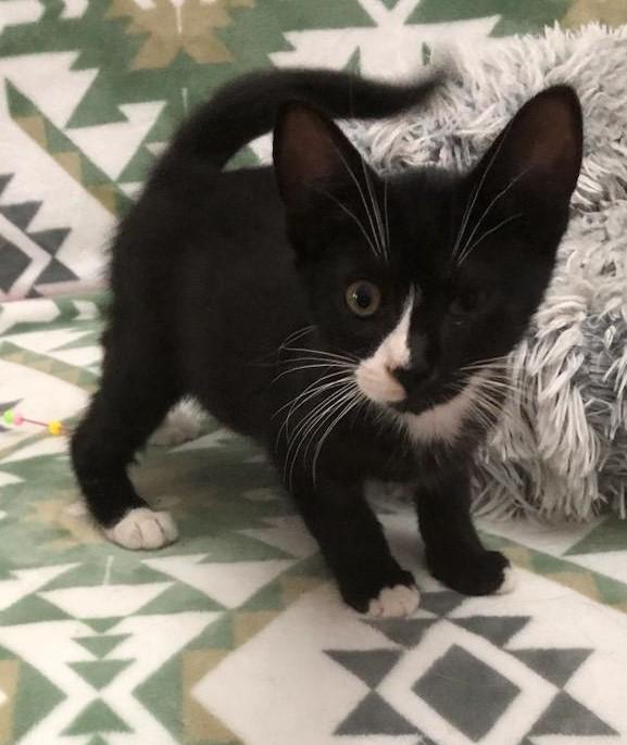 Max, adopted, Young Male American Shorthair.