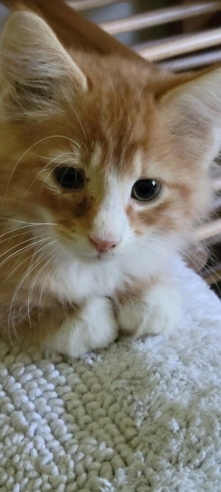 Miso, Adopted, Kitten Male Domestic Medium Hair.
