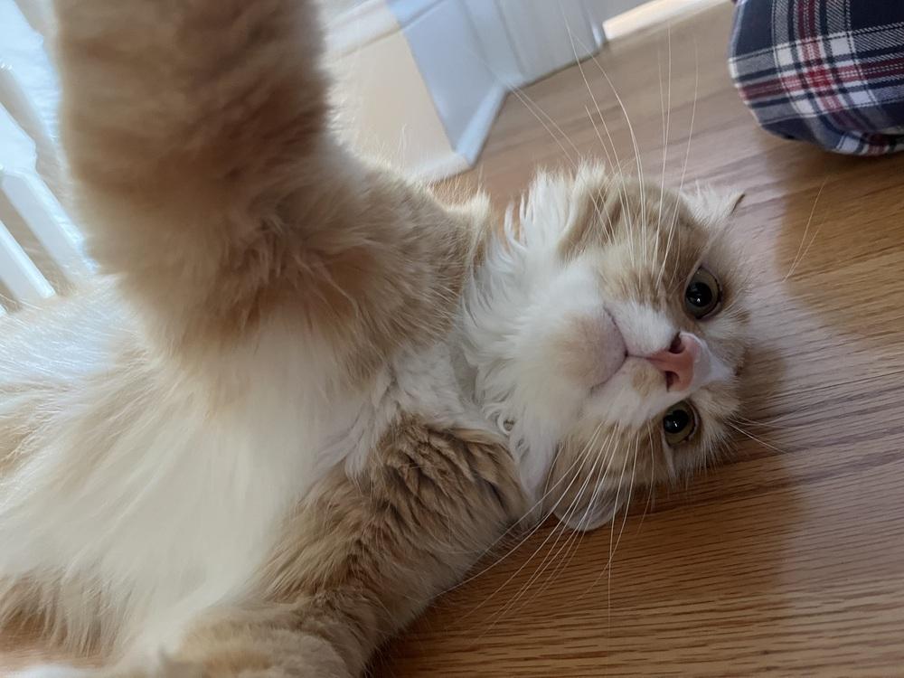 Enlarge Miso, a Adopted Domestic Medium Hair in Warren, CT image 2/4