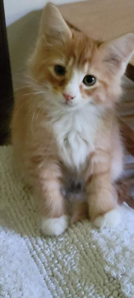 Enlarge Miso, a Adopted Domestic Medium Hair in Warren, CT image 3/4