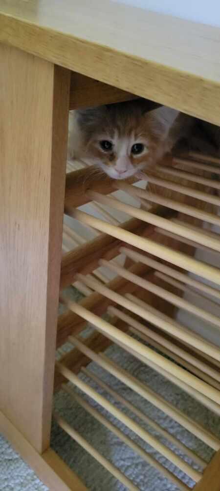 Enlarge Miso, a Adopted Domestic Medium Hair in Warren, CT image 4/4