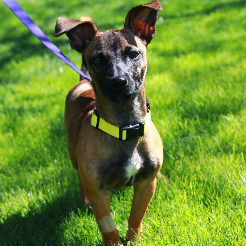 CT Mollie (foster in Stafford CT), a Adoptable mixed breed in Eastford, CT image 1/6