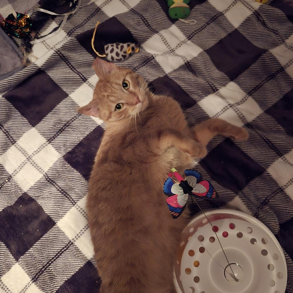 Wilson FIV+, Adoptable, Young Male Domestic Short Hair.