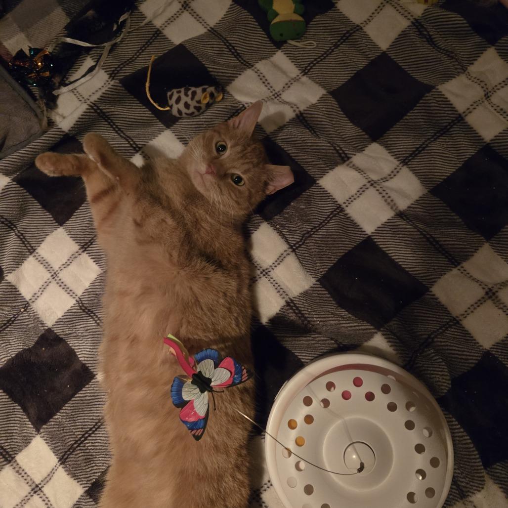 Enlarge Wilson FIV+, a Adoptable Domestic Short Hair in St. Paul, MN image 2/4