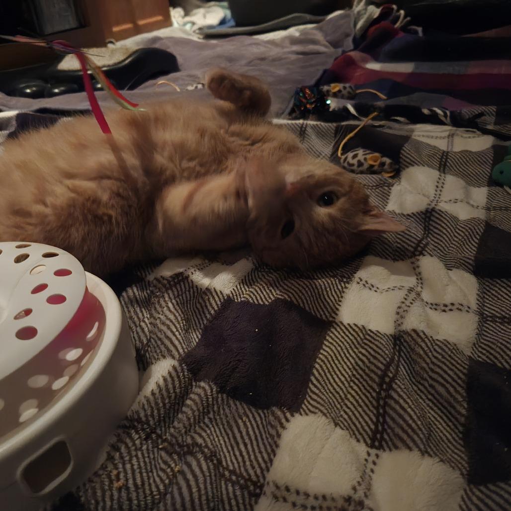 Enlarge Wilson FIV+, a Adoptable Domestic Short Hair in St. Paul, MN image 4/4