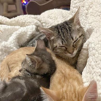 Loader, Adoptable, Kitten Male Domestic Short Hair.