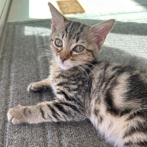 Loader, Adoptable, Kitten Male Domestic Short Hair.