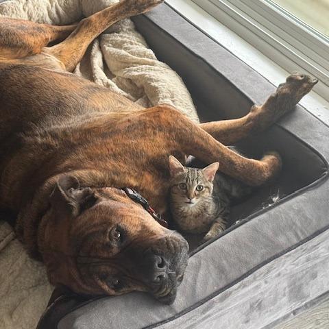 Enlarge Loader, a Adoptable Domestic Short Hair in Pleasant Hill, CA image 2/2