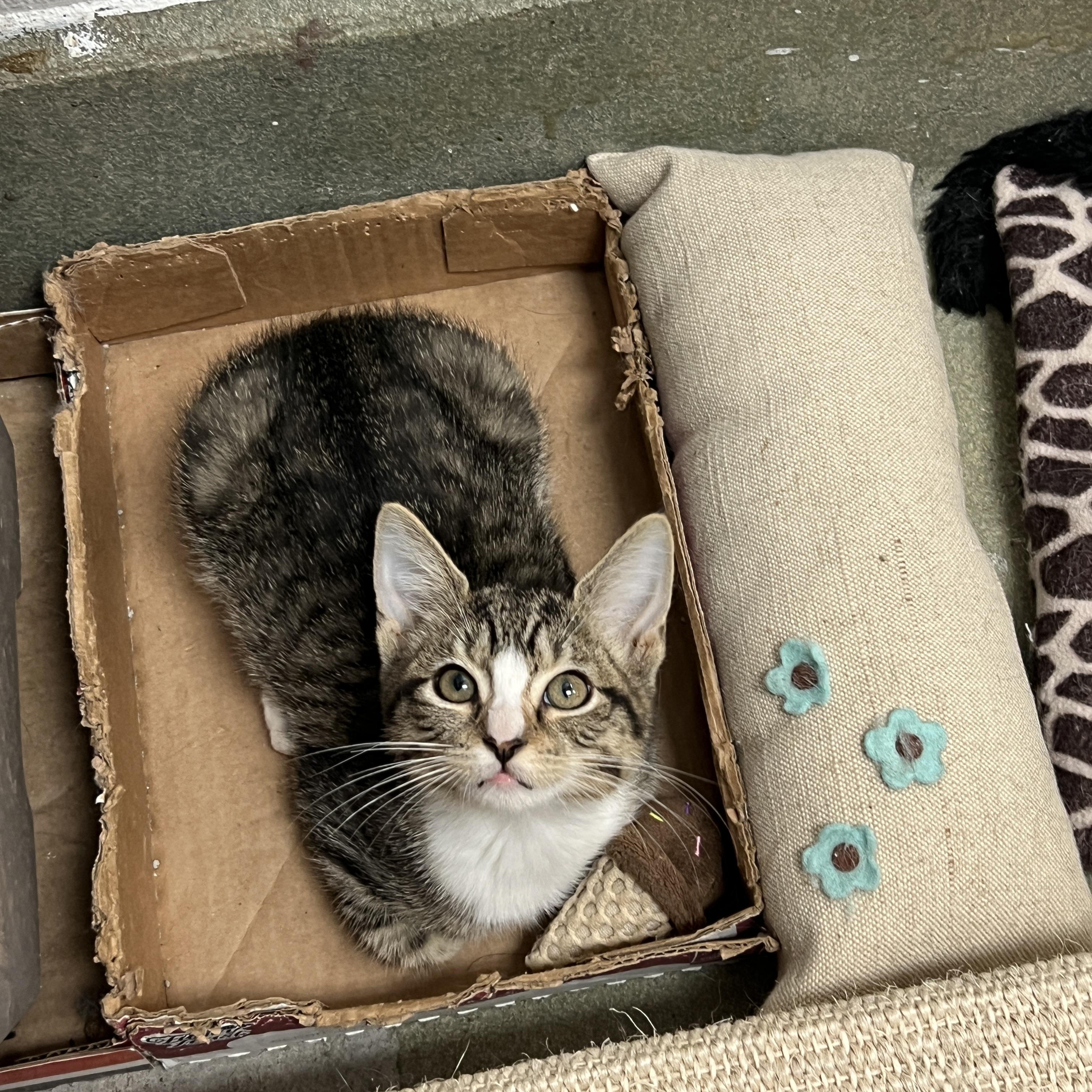 Robin, Adoptable, Kitten Female Domestic Short Hair.