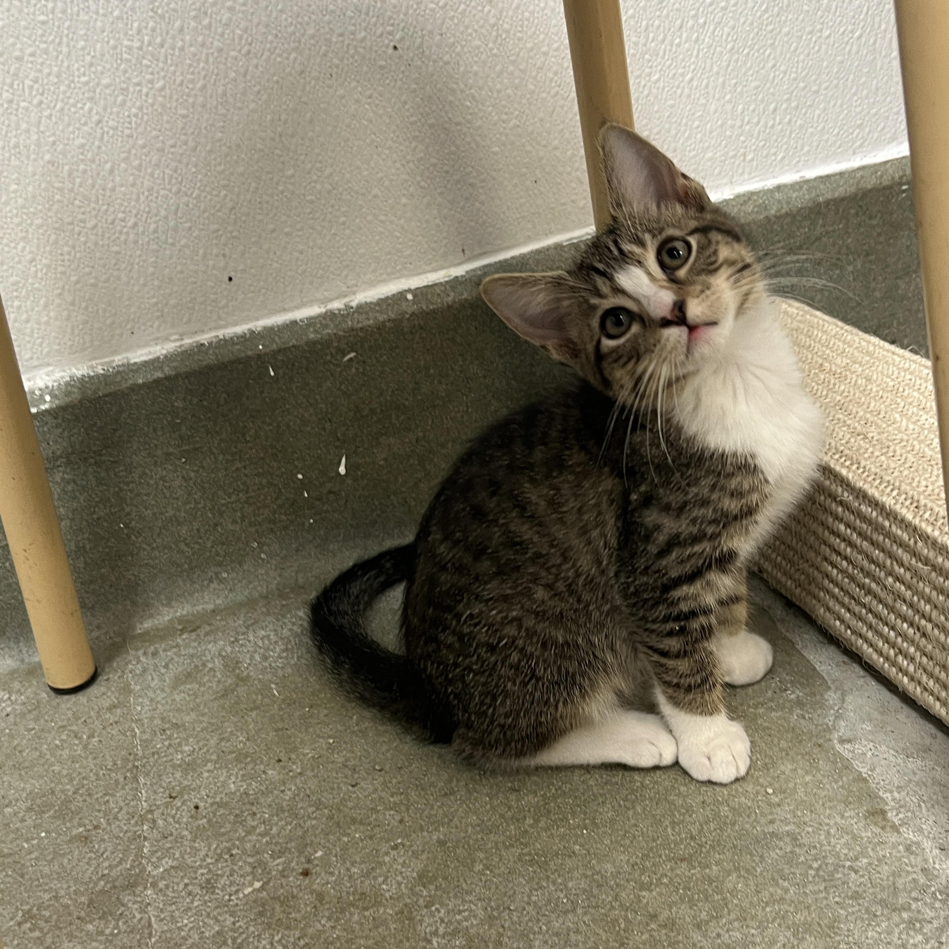 Enlarge Robin, a Adoptable mixed breed in Bradenton, FL image 2/2