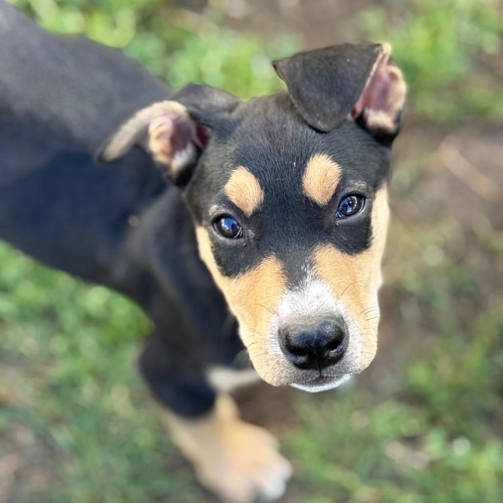 Smartie, Adoptable, Puppy Male Mixed Breed.