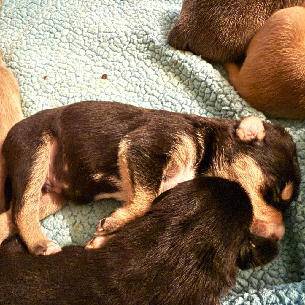 Enlarge Smartie, a Adoptable Mixed Breed in Sacramento, CA image 1/6