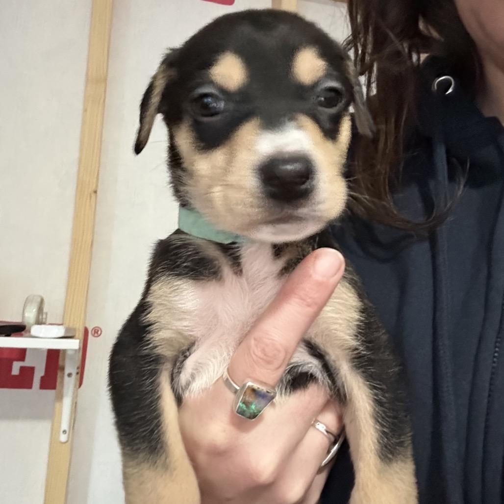 Enlarge Smartie, a Adoptable Mixed Breed in Sacramento, CA image 2/6