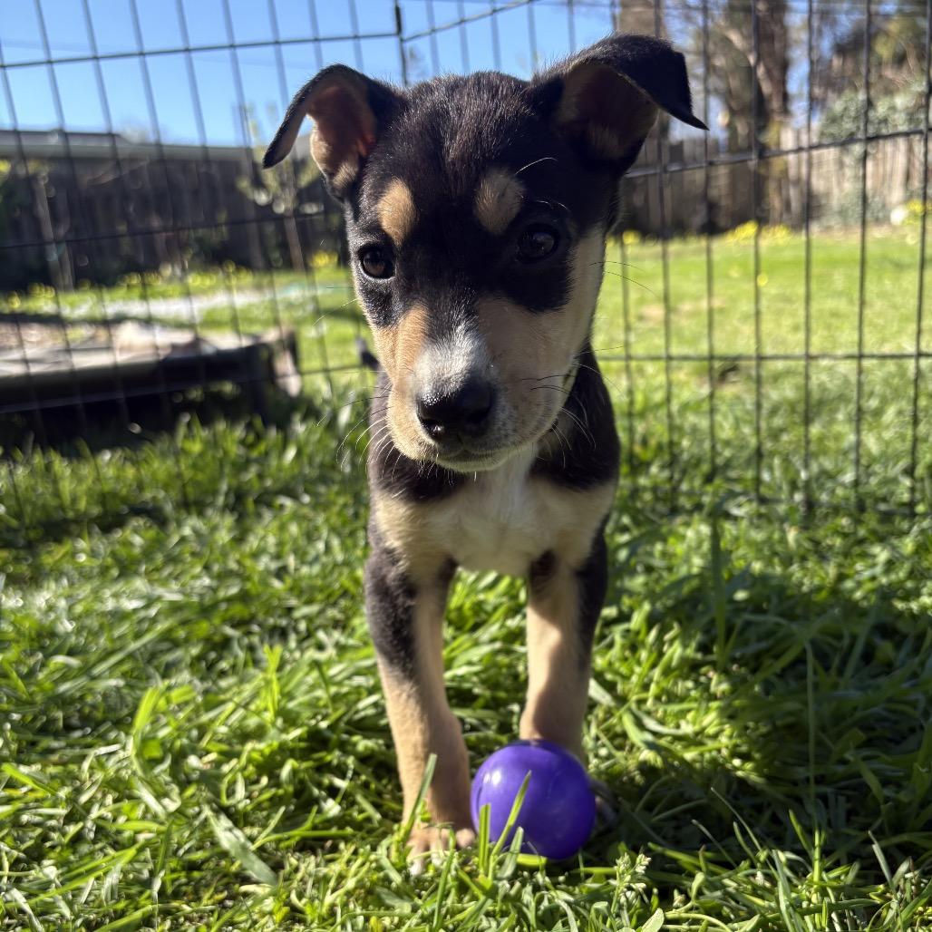 Enlarge Smartie, a Adoptable Mixed Breed in Sacramento, CA image 3/6