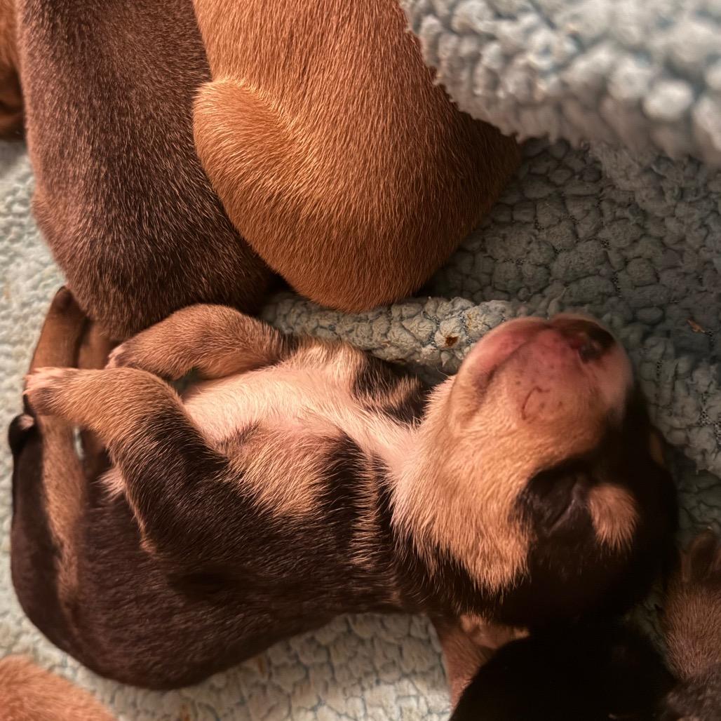 Enlarge Smartie, a Adoptable Mixed Breed in Sacramento, CA image 4/6