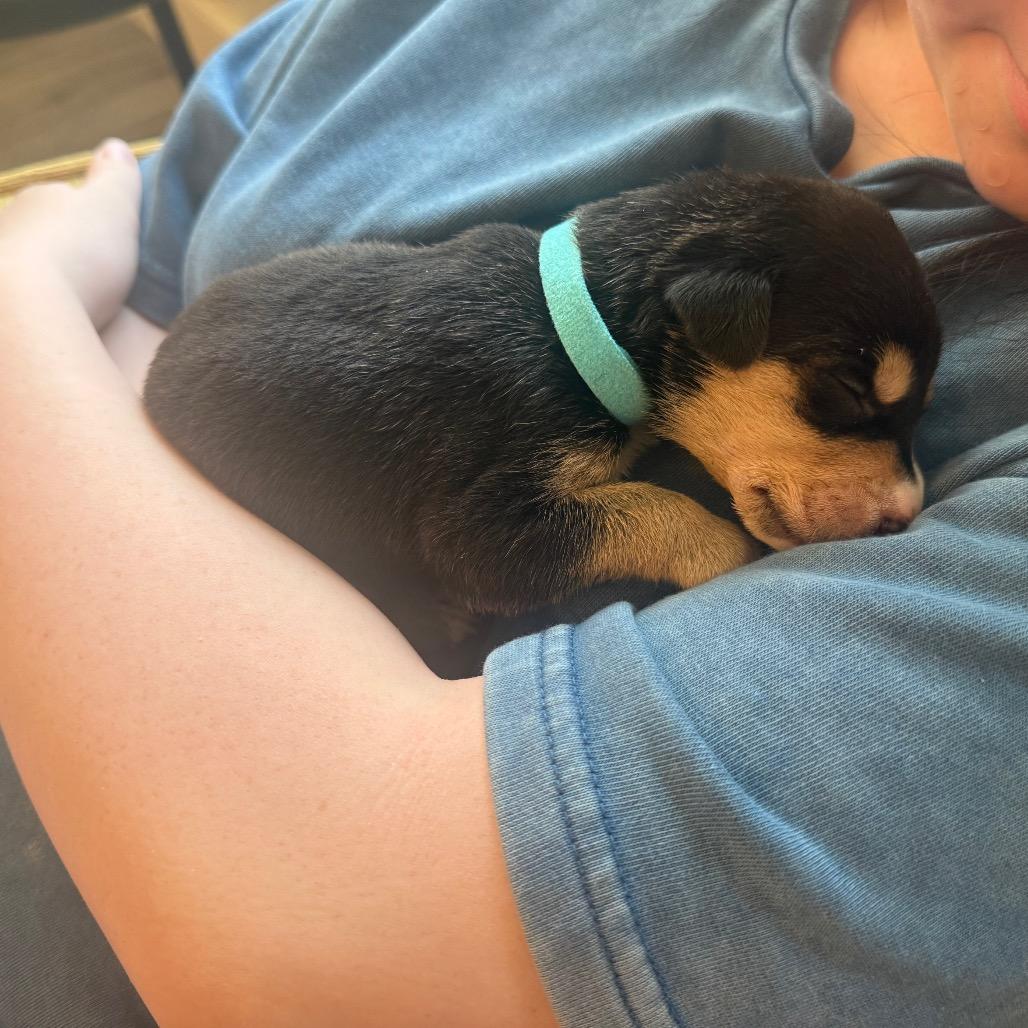 Enlarge Smartie, a Adoptable Mixed Breed in Sacramento, CA image 5/6