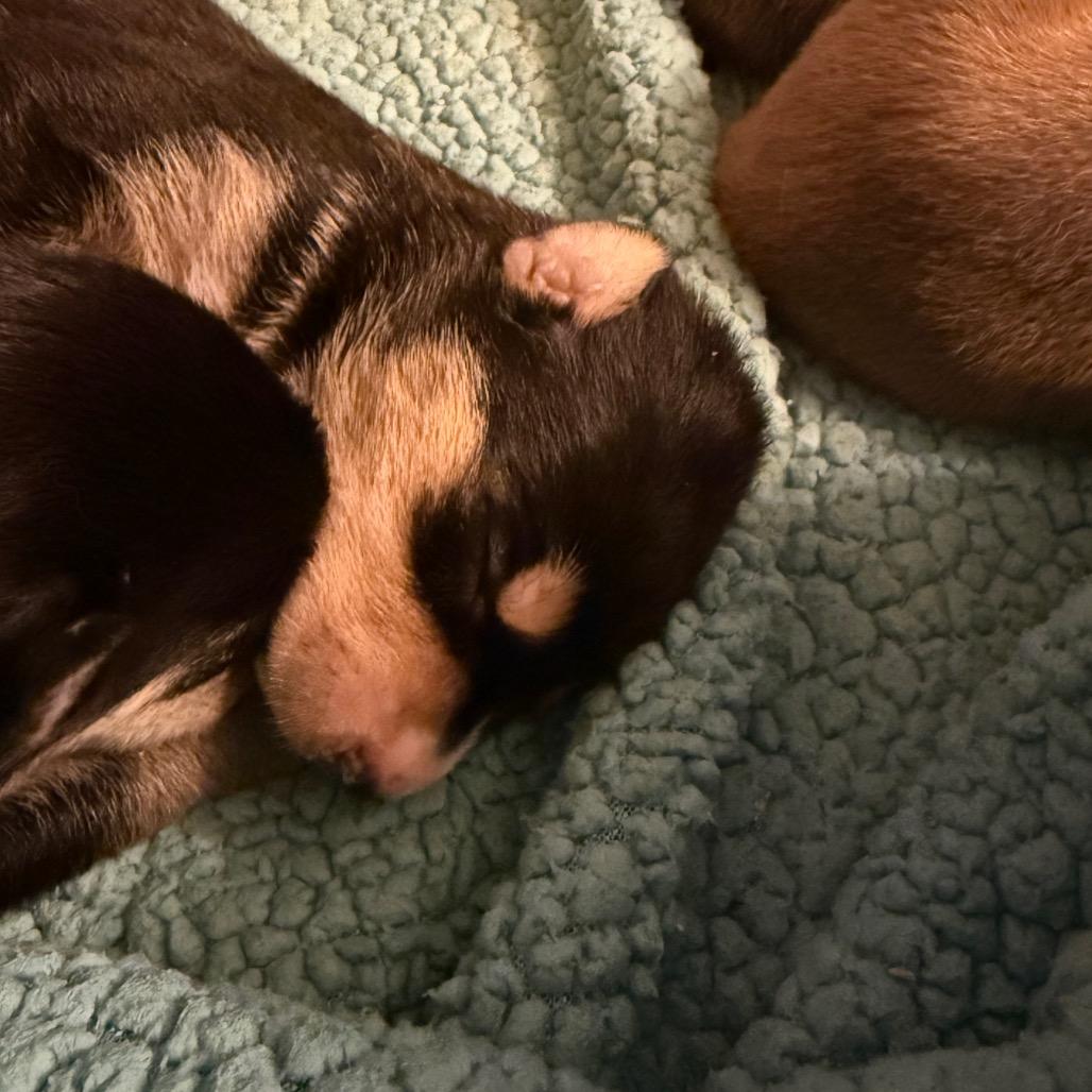 Enlarge Smartie, a Adoptable Mixed Breed in Sacramento, CA image 6/6