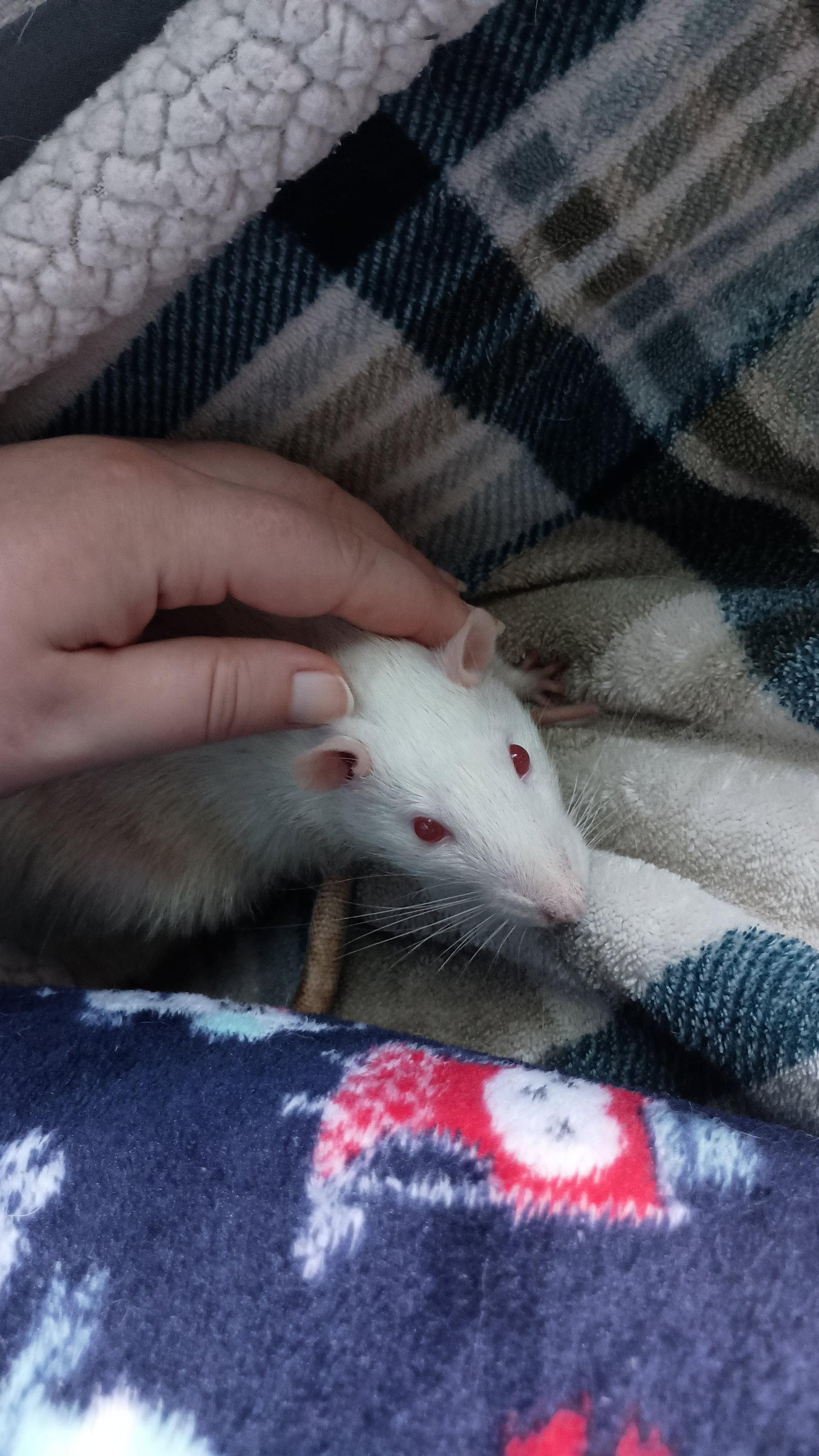 Silas and Stormy, Adoptable, Young Male Rat.