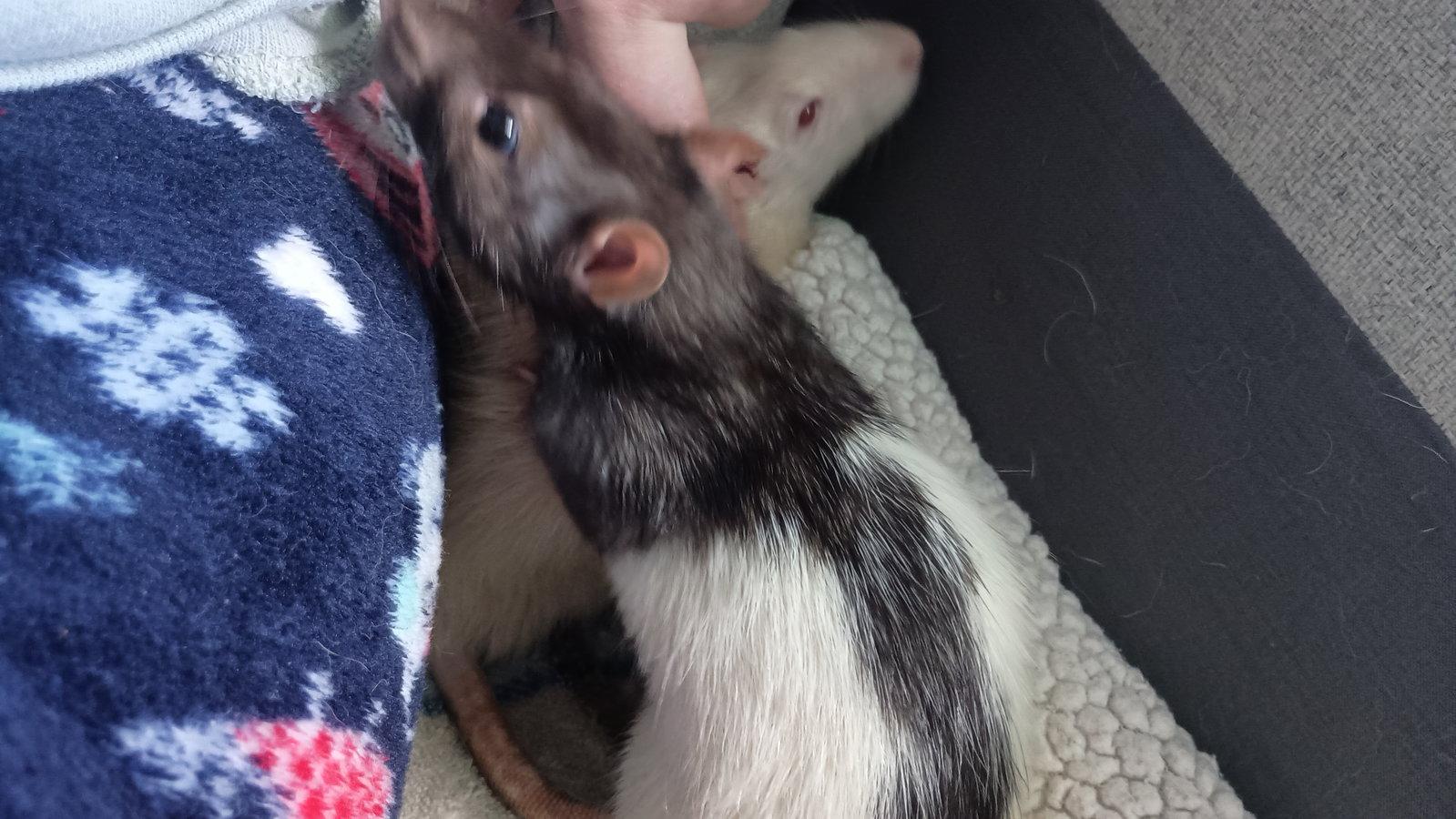 Enlarge Silas and Stormy, a Adoptable Rat in Aurora, IL image 2/2