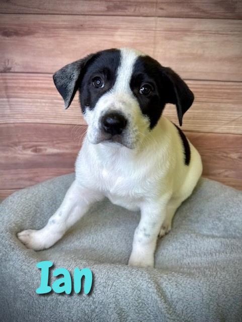 Ian, adopted, Puppy Male Great Pyrenees.