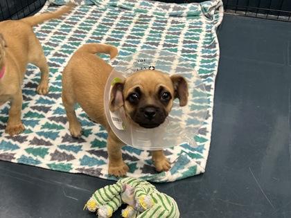 Enlarge Orchid, a Adoptable mixed breed in Phoenix, AZ image 1/2