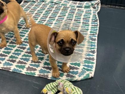 Enlarge Orchid, a Adoptable mixed breed in Phoenix, AZ image 2/2