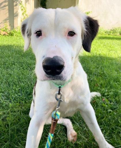 Herbie, Adoptable, Young Male Flat-Coated Retriever & Mixed Breed.