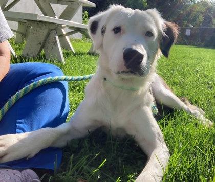 Enlarge Herbie, a Adoptable mixed breed in Madison, NJ image 2/3