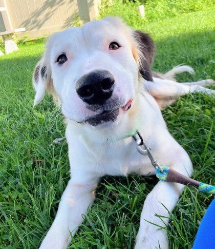 Enlarge Herbie, a Adoptable mixed breed in Madison, NJ image 3/3