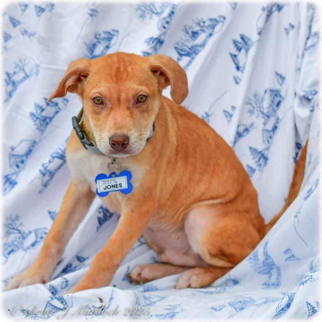 Jones, Adoptable, Puppy Male Labrador Retriever.