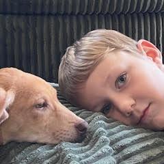 Enlarge Jones, a Adoptable Labrador Retriever in Wake Forest, NC image 2/6