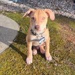 Enlarge Jones, a Adoptable Labrador Retriever in Wake Forest, NC image 3/6