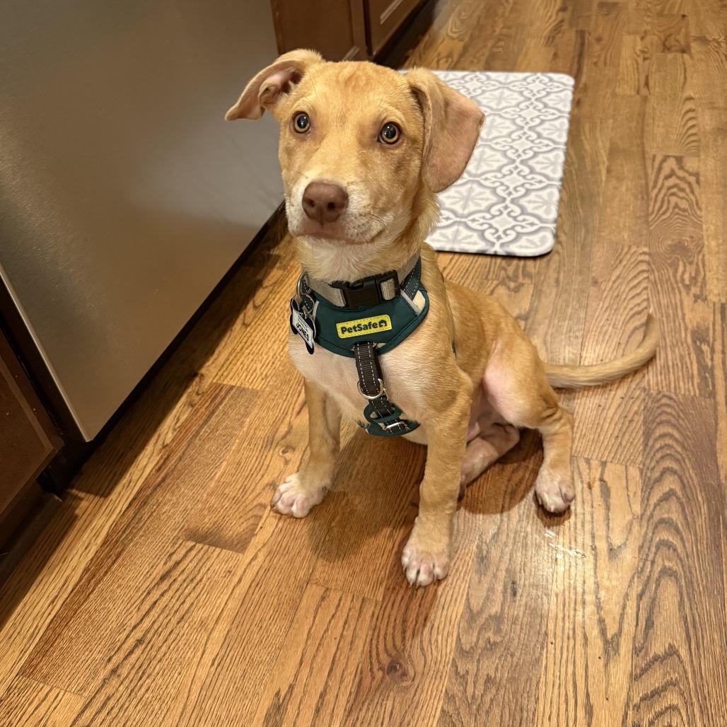 Enlarge Jones, a Adoptable Labrador Retriever in Wake Forest, NC image 5/6