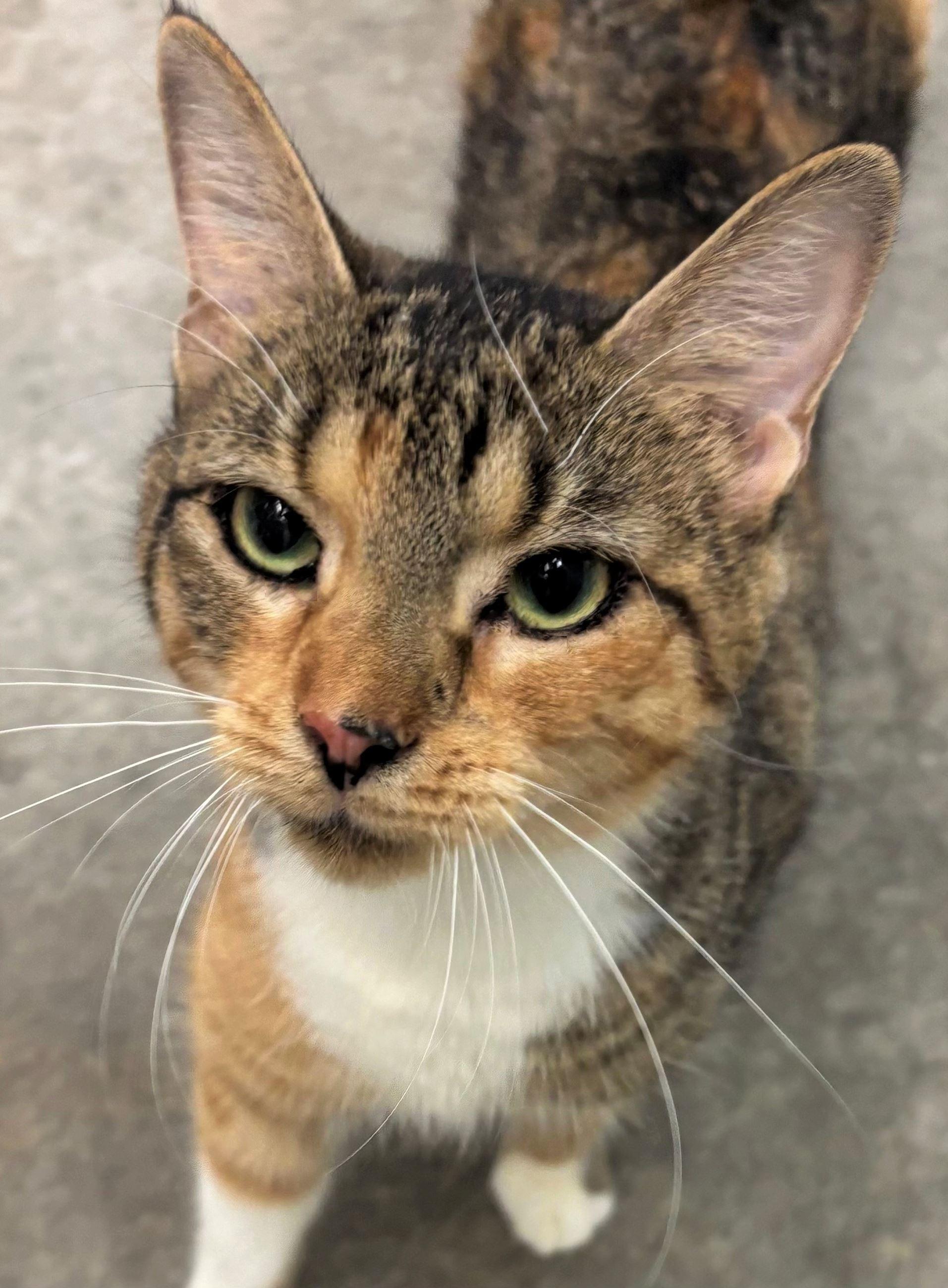 Spatula, Adopted, Adult Female Domestic Short Hair.