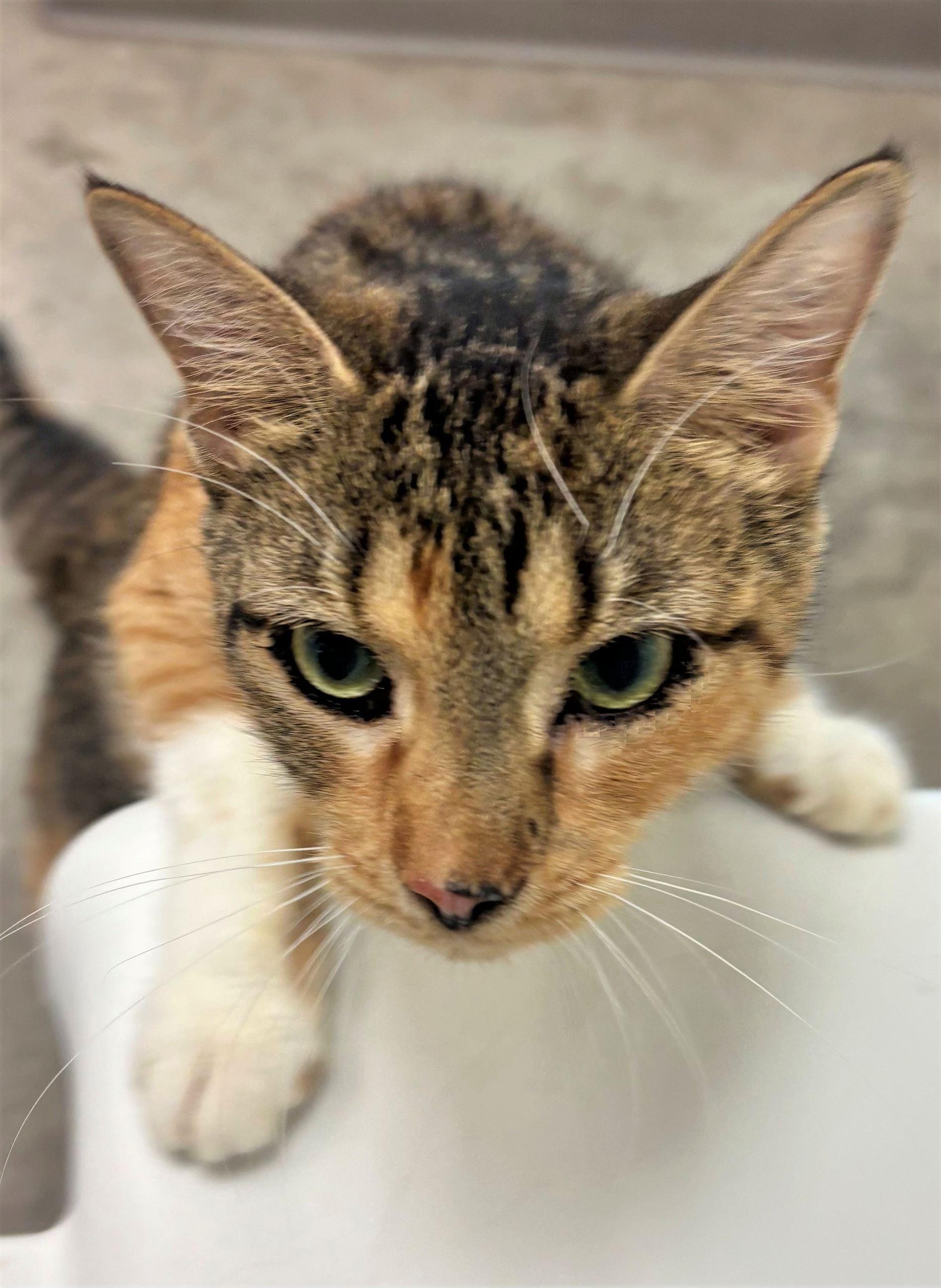 Enlarge Spatula, a Adopted Domestic Short Hair in Iowa City, IA image 2/2