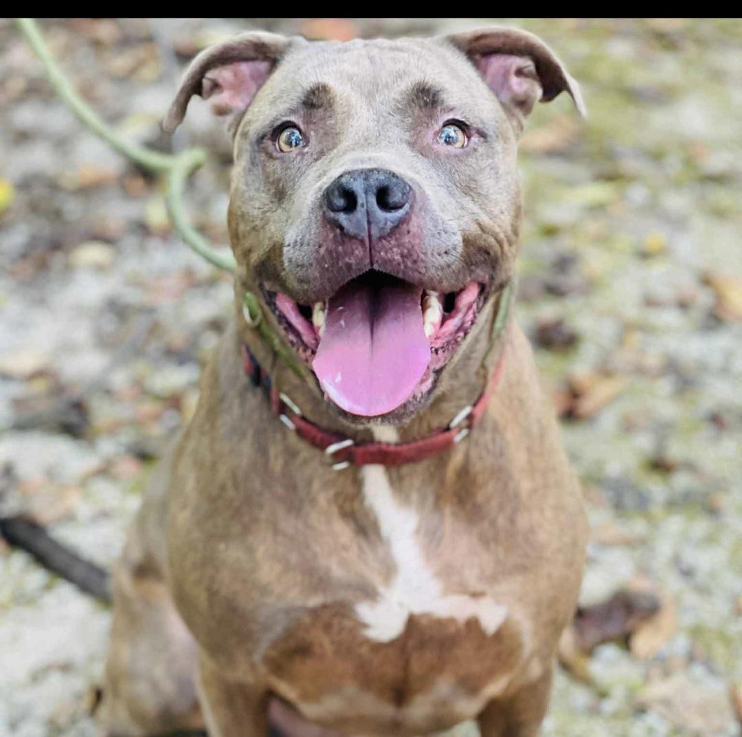 Enlarge Beetlejuice, a Adoptable mixed breed in Roswell, GA image 1/3