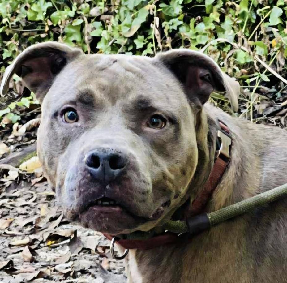 Enlarge Beetlejuice, a Adoptable mixed breed in Roswell, GA image 2/3