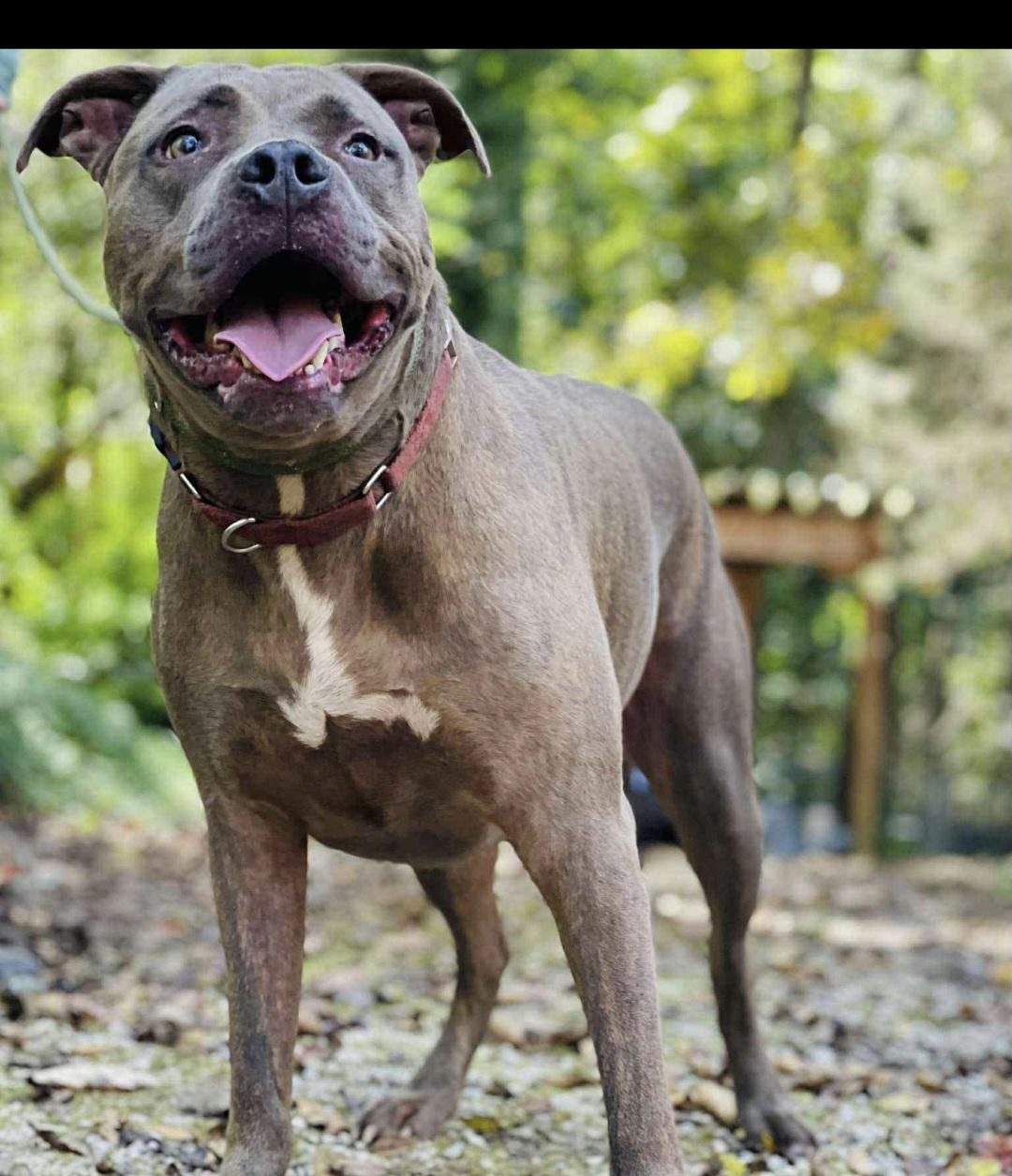 Enlarge Beetlejuice, a Adoptable mixed breed in Roswell, GA image 3/3