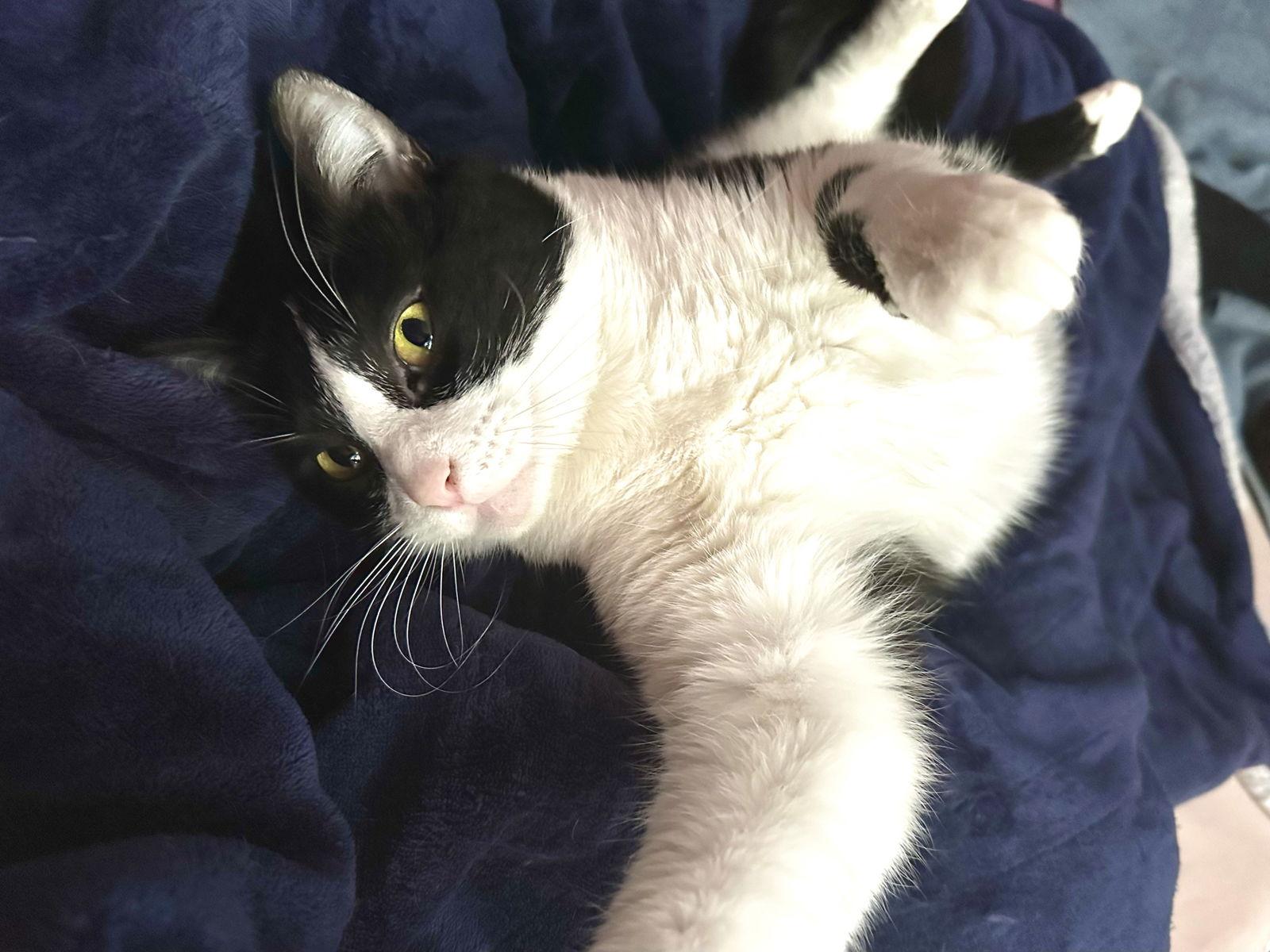 Enlarge Whiskers, a Adoptable Domestic Short Hair in Wheaton, IL image 3/3