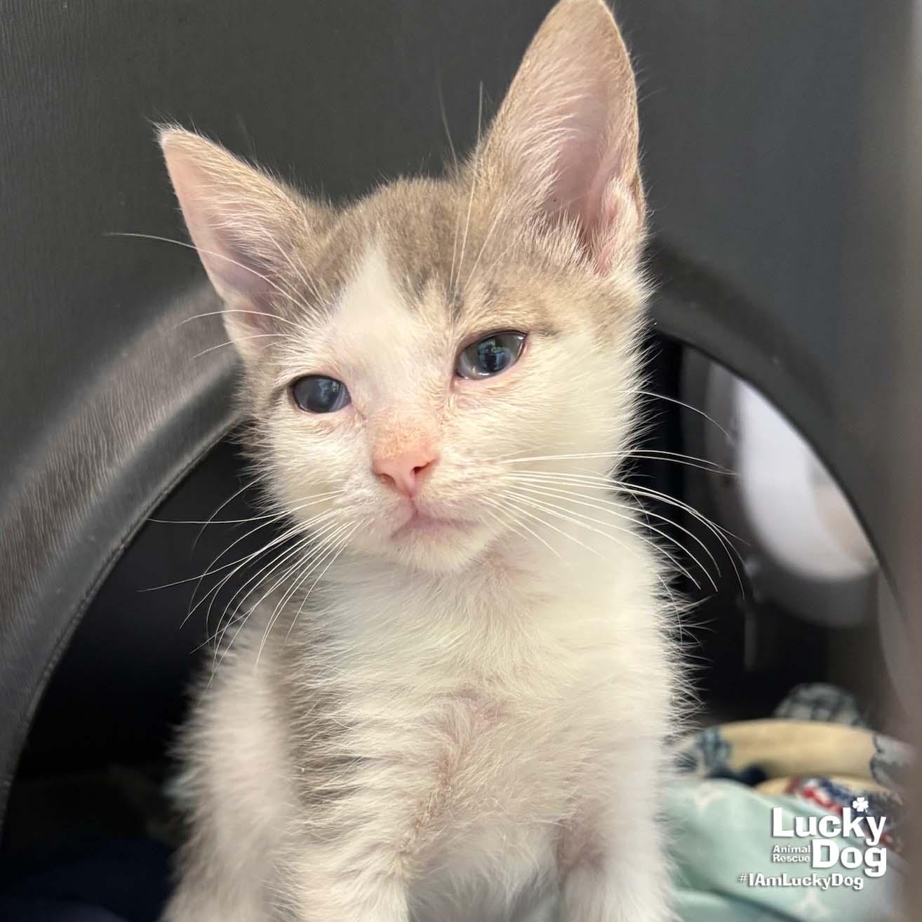 Miki, Adopted, Kitten Male Domestic Short Hair.